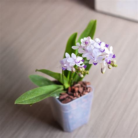 紫式部蘭花照顧 香港白石角